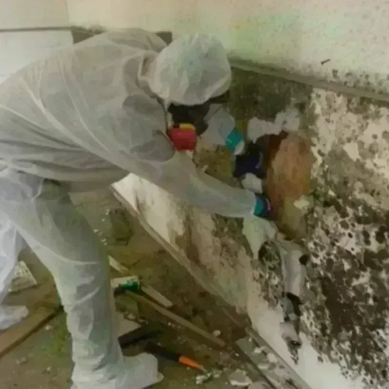 Mold Remediation and Removal in Graniteville, NY